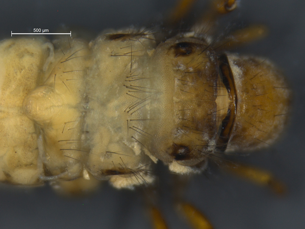 Apatania dalecarlica